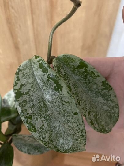 Хойя серебро