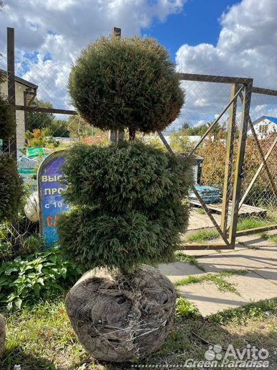 Можжевельник формированный виргинский