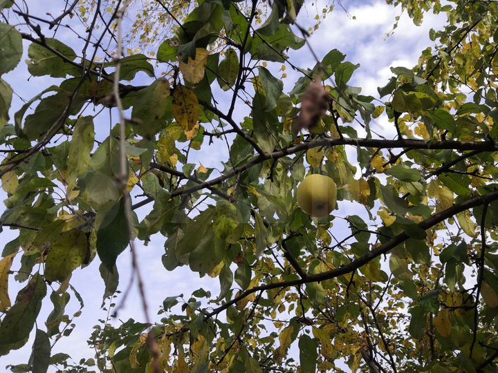 Участок 15 сот. (СНТ, ДНП)