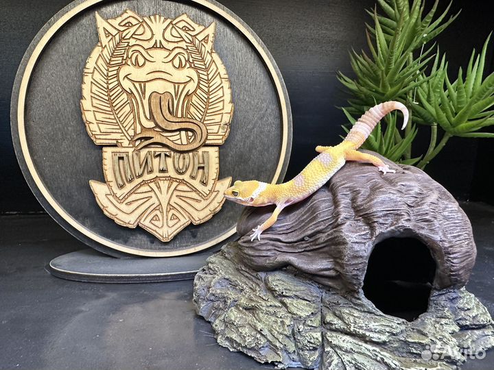 Пятнистый эублефар