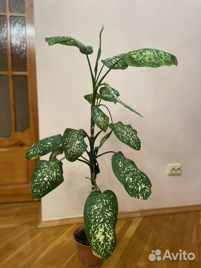 Диффенбахия