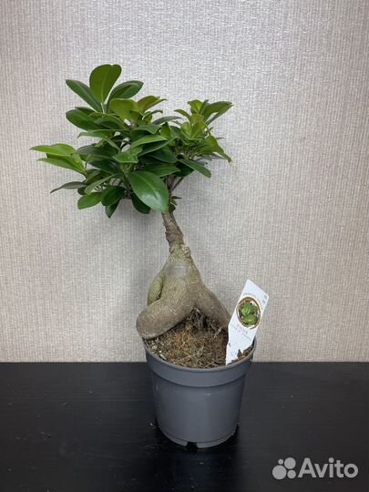 Фикус бонсай комнатные цветы