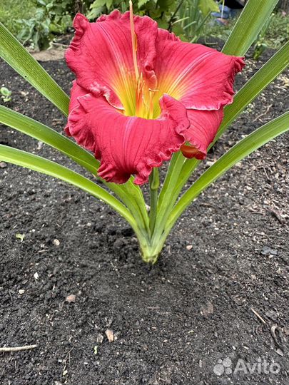 Лилейник один веер молодой первый цвет был