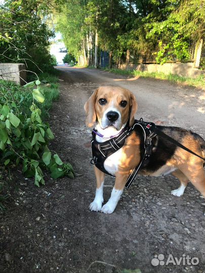 Собаки щенки бигль