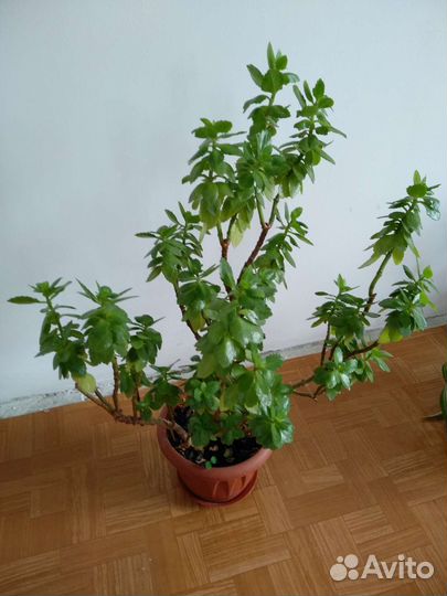 Комнатные цветы