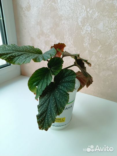 Бегония коралловая
