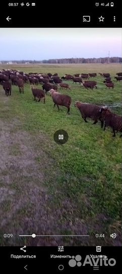 Продам баранов и овец