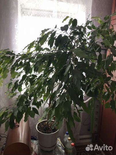 Фикус бенджамина большой