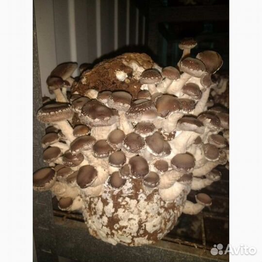 Грибные блоки