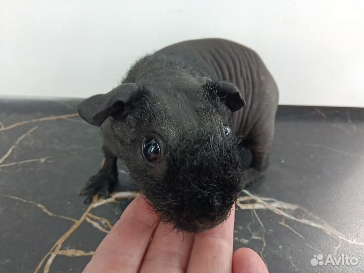 Морские свинки скинни разные доставка до квартиры