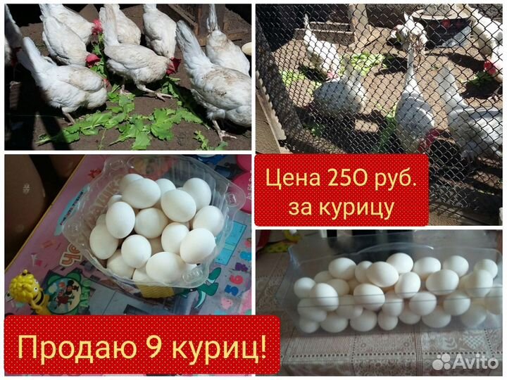 Продаю куриц-несушек