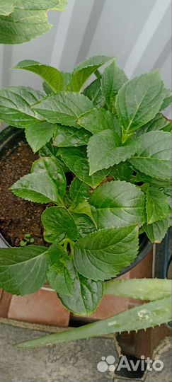 Гортензия, Алоэ Вера