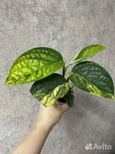 Монстера карстенианум