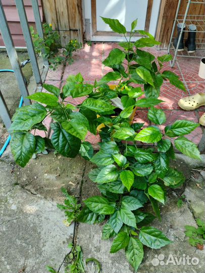 Комнатные растения большие