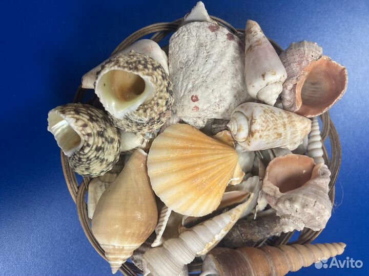 Морские ракушки раковины