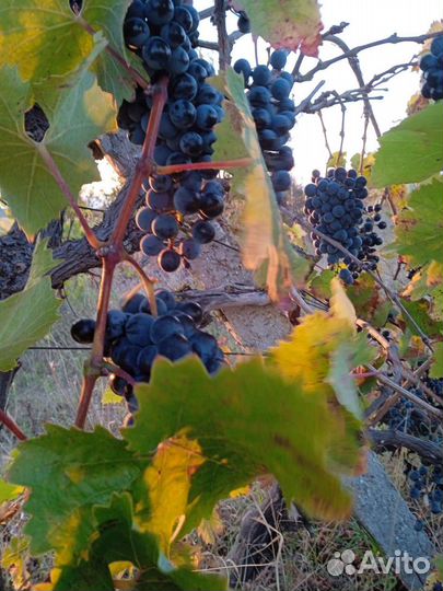 Технические сорта винограда купить в Симферополе
