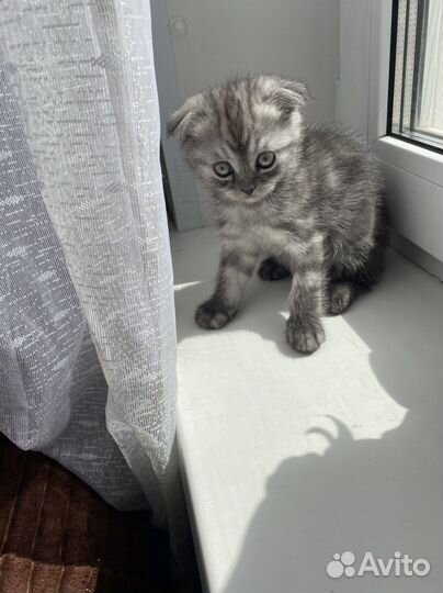 Британские вислоухие котята