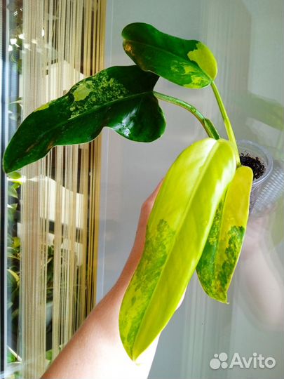 Филодендрон Сиам Санрайз вар