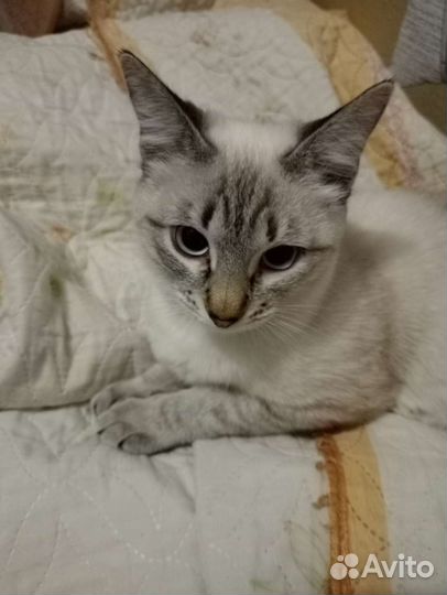 Тайская кошка