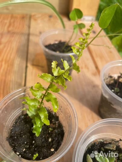 Комнатные цветы 50