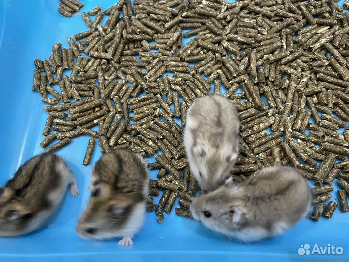 Джунгарский хомяк
