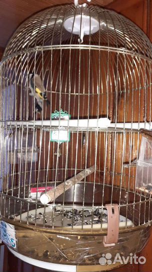 Щегол, певчие птицы