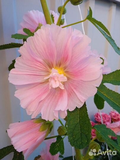 Цветы многолетники