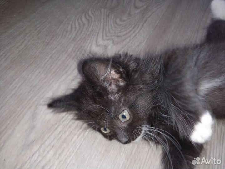 Котенок, чёрно-белый