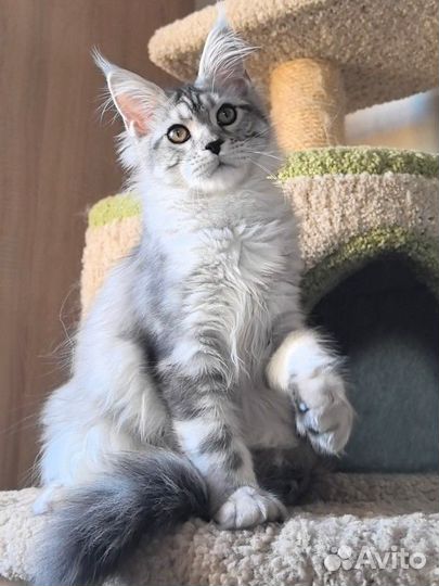 Котята мейн-кун