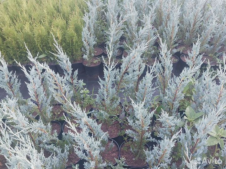 Можжевельник скальный Мунглоу 70см (3л.)