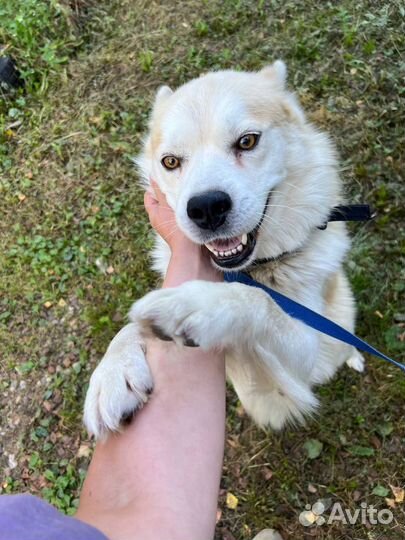 Собака в самые лучшие руки