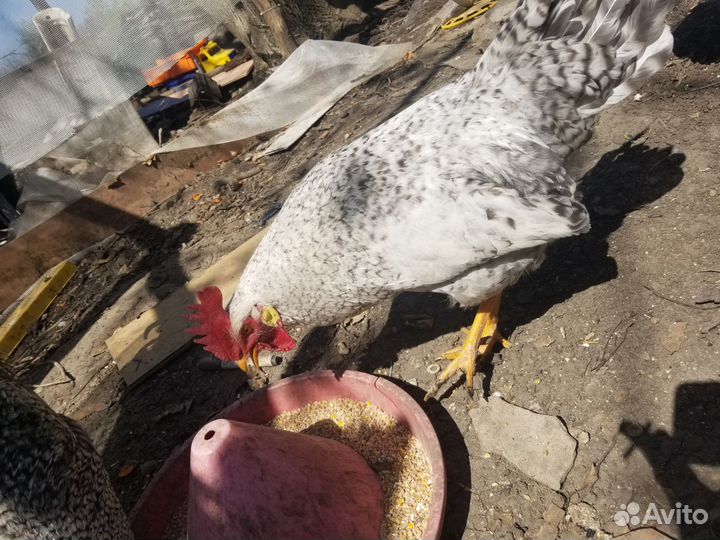 Борковская барвистая