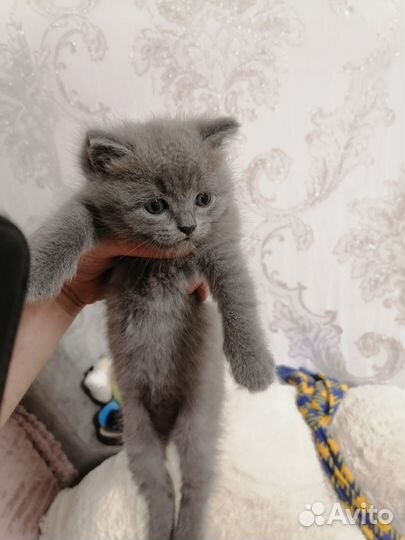 Шотландские