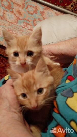 Отдам котенка в добрые руки