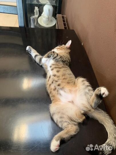 Котенок котята