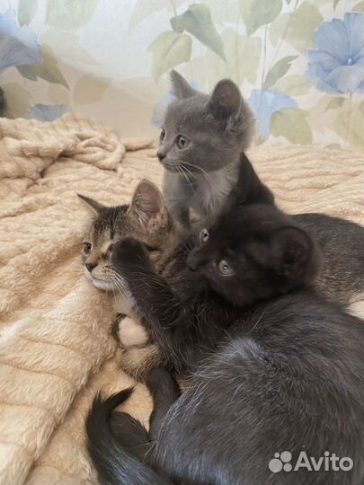 Котята в добрые руки