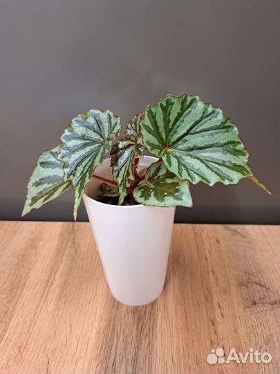 Бегония Irian Jaya