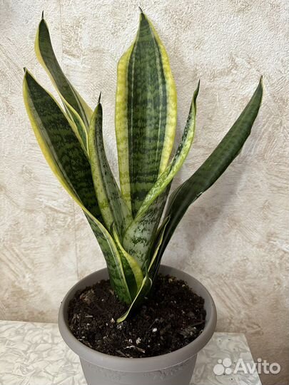 Сансевиерия трехполосная