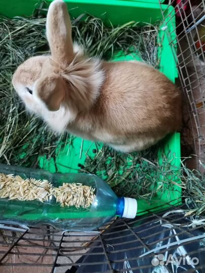 Декоративный кролик в добрые руки