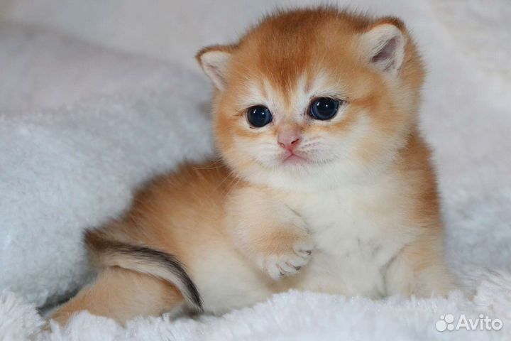 Котята золотые британские шиншилы и голубое золото