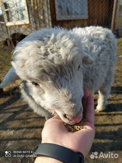 Баранина молодая, топленый жир