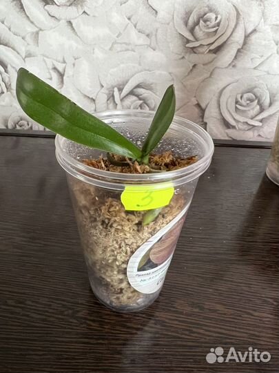 Орхидея Фаленопсис Younghome Golden Leopard