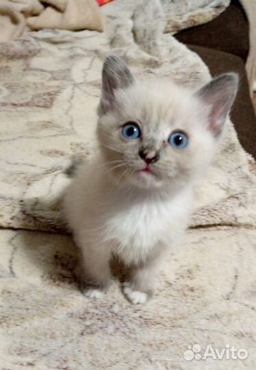 Кошка в дар бесплатно