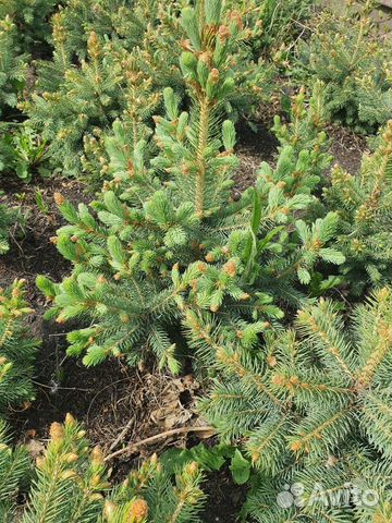 Ель голубая с комом земли