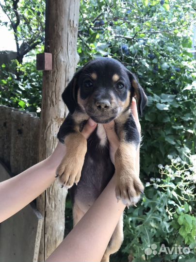 Щеноки в добрые руки