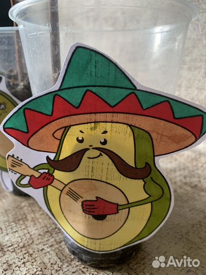 Авокадо растение