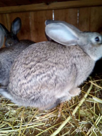 Кролики - серые и белые великаны