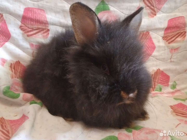 Декоративные кролики