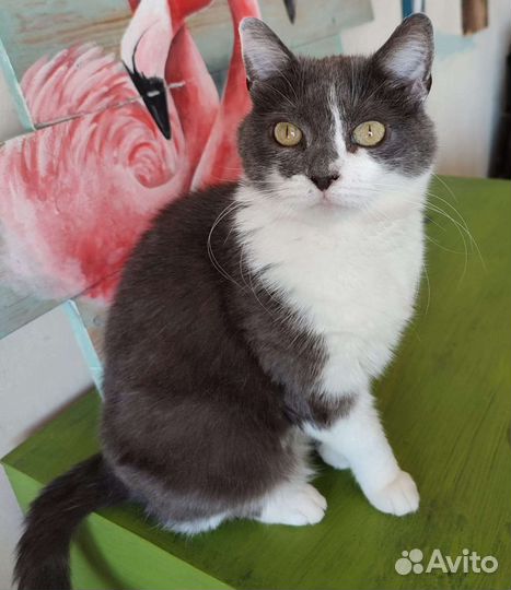 Кошка в дар бесплатно