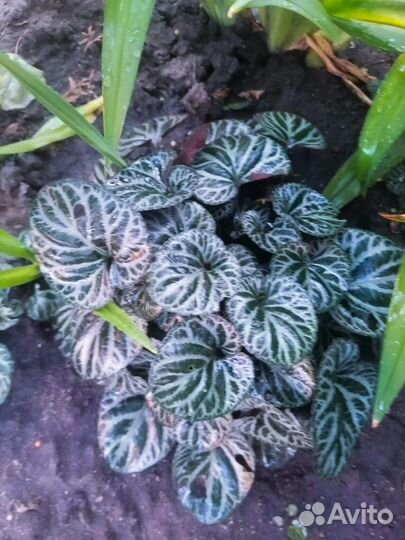 Редкие, красивые растения для сада